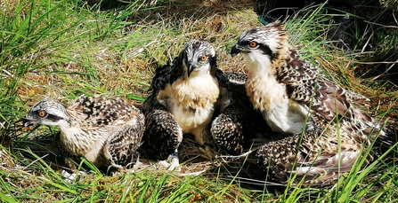 Image of three osprey chicks at Foulshaw Moss Nature Reserve June 2022 © Danni Chalmers  