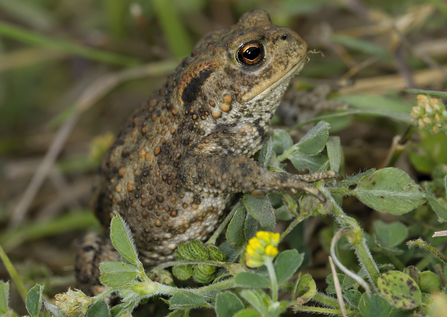 Common toad photo John Bridges