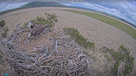 The Foulshaw Osprey pair feed their three chicks in May 2021