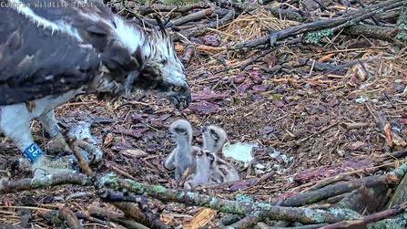 2021 osprey chicks being fed in May by Blue 35 female