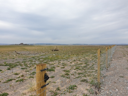 Image of new permanent predator-proof fence at South Walney Nature Reserve © Cumbria Wildlife Trust