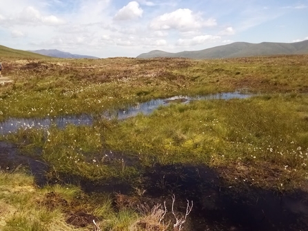 Cotton-grass flourishing at Armboth, following  peatland restoration work with National Trust, United Utilities, Natural England & Defra credit Cumbria Wildlife Trust