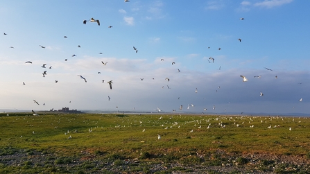 Image of gull colony at South Walney Nature Reserve in 2019 © Cumbria Wildlife Trust