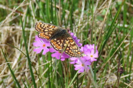 Image of marsh fritillary on Primula farinosa credit Kevin Scott