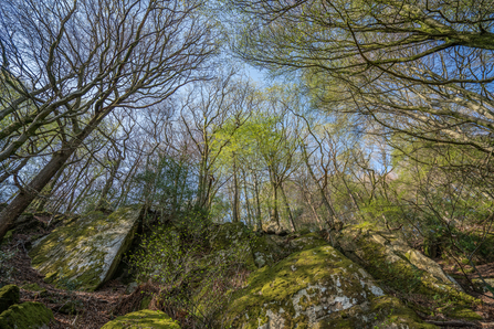 Image of Craggy Wood © Amy Bateman