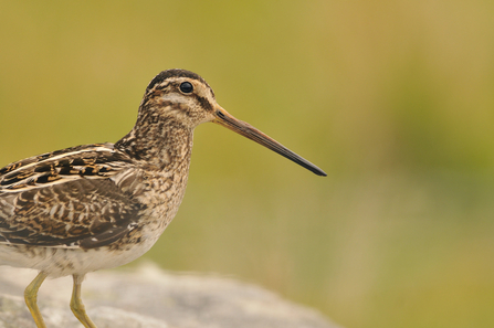 Healthy peatlands can support an array of wildlife, including snipe © Fergus Gill/2020VISION