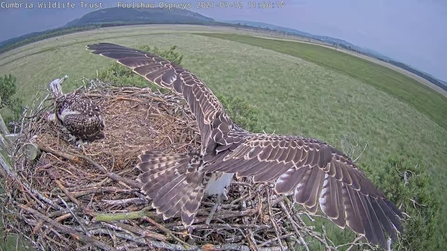 blue 462 female osprey fledging in the foreground and blue 463 in background