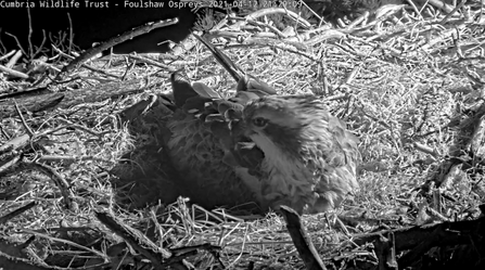 Blue 35 female osprey incubating egg on the nest - view from Foulshaw Ospreys night web cam