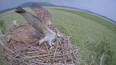 blue 462 female osprey fledging in 2021