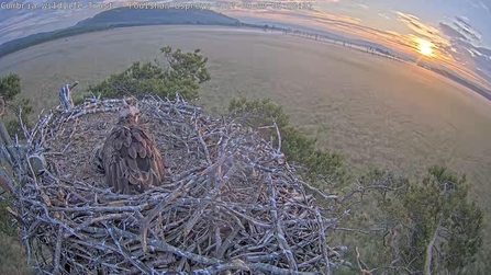 Sunrise at Foulshaw Osprey nest web cam - Blue 35 female nurtures her chicks