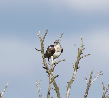 White YW male osprey perched on Foulshaw Moss roost tree © Ian Alexander Waite