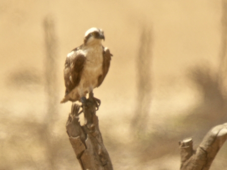 Blue 5N juvenile osprey perched on a tree in The Gambia 2019