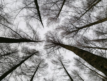 Larch trees at Staveley Woodlands © Danni Chalmers