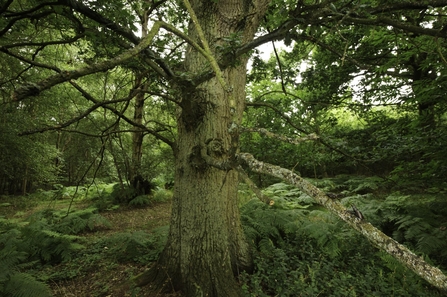 Oak tree copyright Terry Whittaker 2020VISION