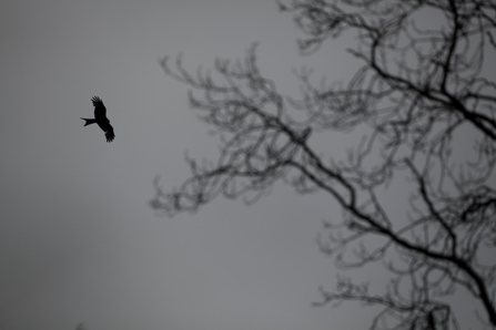 Bird of prey from silhouette?, Observation, UK and Ireland