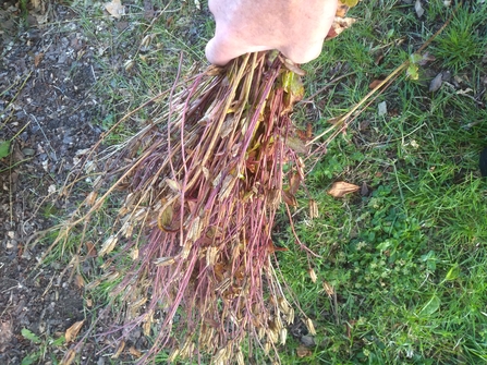 Shaking Aquilegia seed heads. Photo Kevin Line