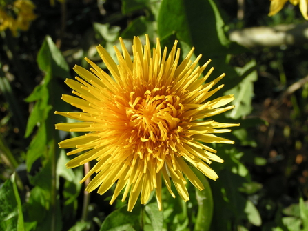 Dandelion - close up of the flower - c - Richard Burkmar