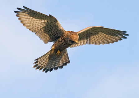 Birds of prey Cumbria Wildlife Trust