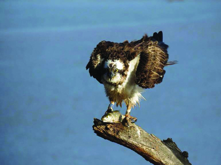 Osprey Blue 35 in Spain with a fish in 2017 copyright Alberto Benito Ruiz