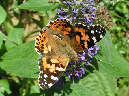 Painted lady butterfly - c- Richard Burkmar