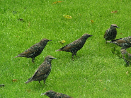 A group of Starlings on grass - copyright Richard Burkmar