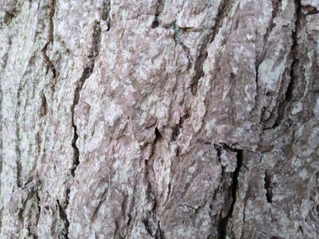 tree bark