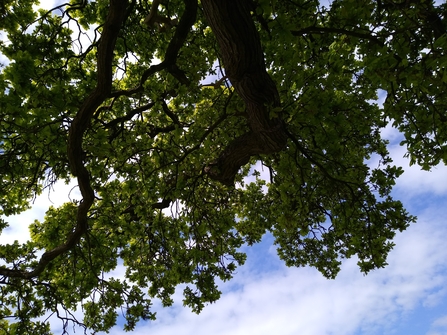 looking up into a tree canopy and blue sky