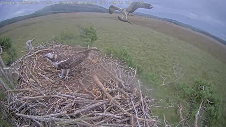 WhiteYW flying to nest holding a fish as two youngster wait to eat