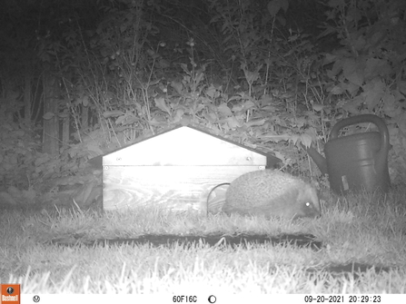 Night camera shows hedgehogs come and go. Photo Tanya St. Pierre