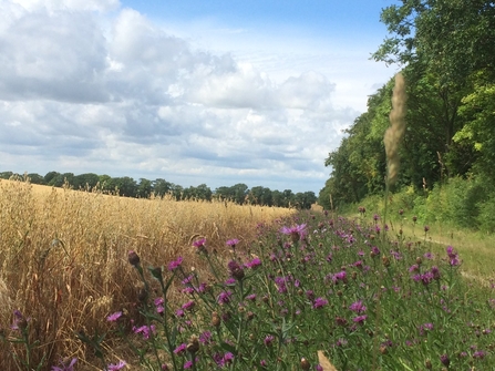 Oat field with margin knapweed