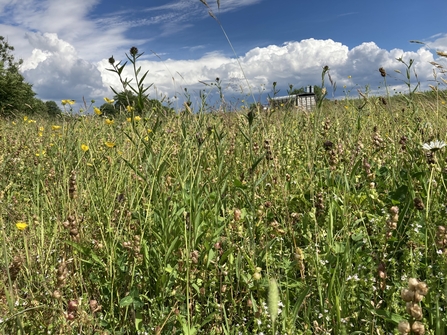 Image of verge on A66 after wildflower restoration for pollinators by Highways England and Get Cumbria Buzzing credit Cumbria Wildlife Trust