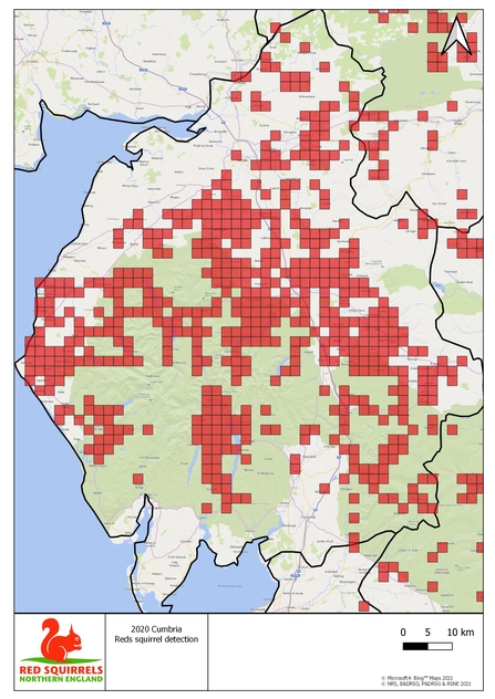 red squirrel Range map of Cumbria as of 041021