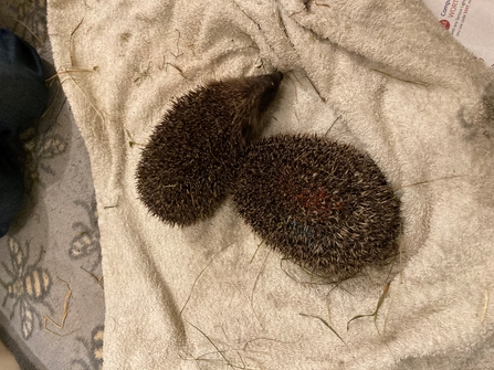 Rescued hedgehogs. Photo Tanya St. Pierre