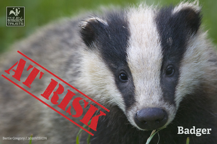 Badgers, a protected species are at risk
