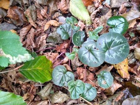 Cyclamen coum foliage emerging in the hedgerow. Photo Kevin Line.