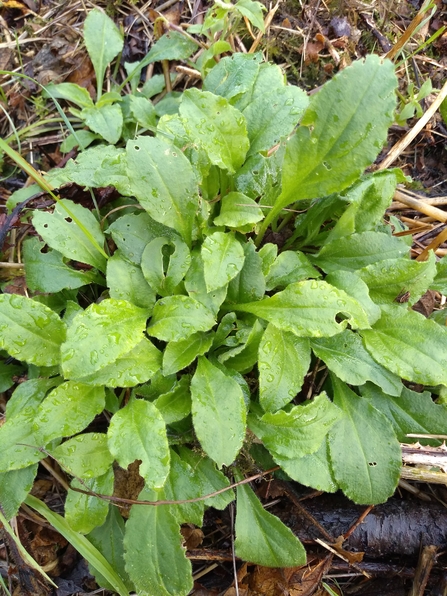 Foliage of red campion photo Kevin Line