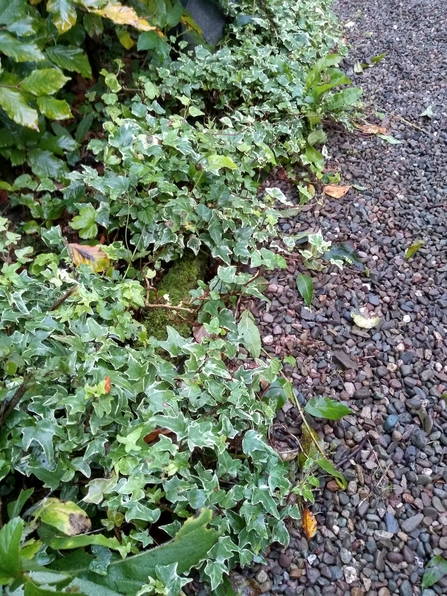 Ivy planting for hedgehogs. Photo Kevin Line