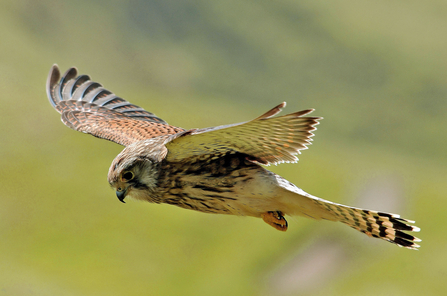 Kestrel. Credit Steve Waterhouse