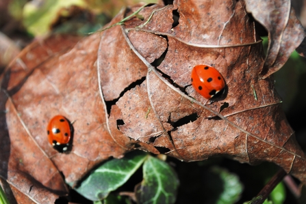 Ladybirds. Photo Amy Lewis.