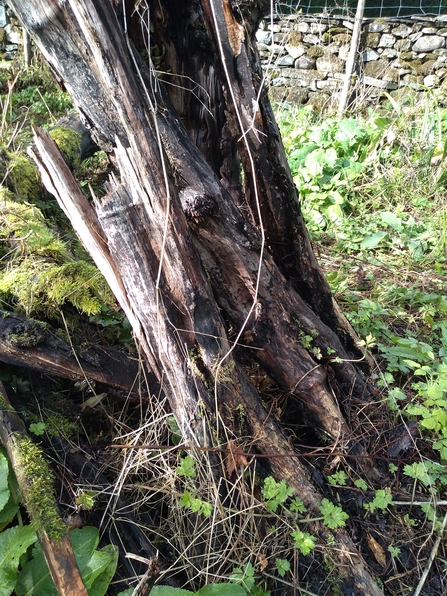Old tree stump, a home for a host of insect life. Photo Kevin Line.