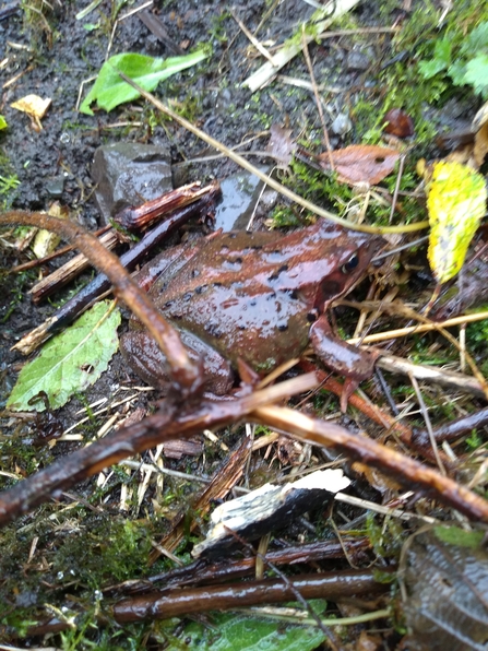 Toad. Photo Kevin Line