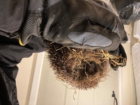 Wearing gloves to handle hedgehogs is a good idea. Photo Tanya St. Pierre