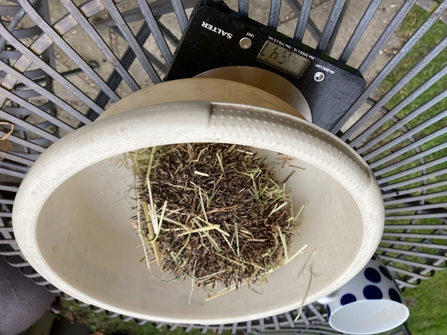 Weighing a hedgehog. Photo Tanya St. Pierre