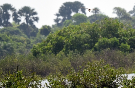 Foulshaw osprey V8 in The Gambia November 2021 © Joanne Dailey