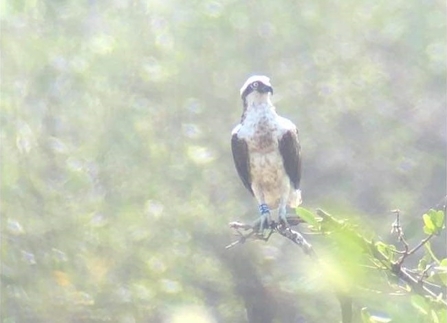 Foulshaw osprey V8 in The Gambia November 2021 © Joanne Dailey