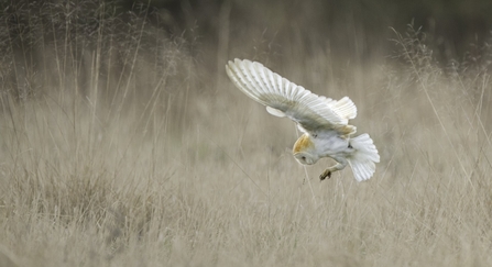Barn Owl (Tyto alba) swooping onto mouse UK