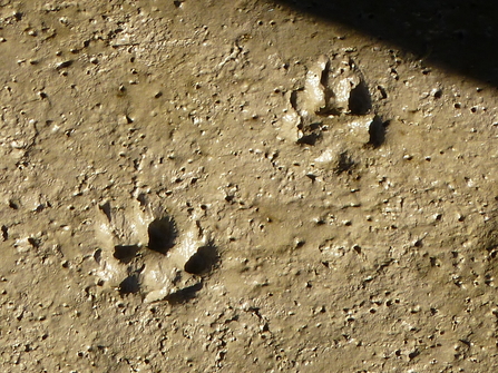 Dog prints