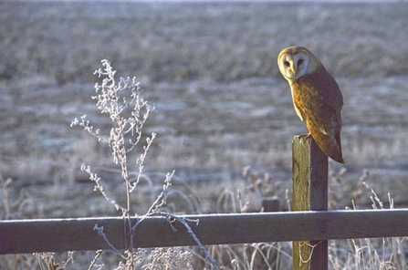 Image of barn owl credit Mike Read