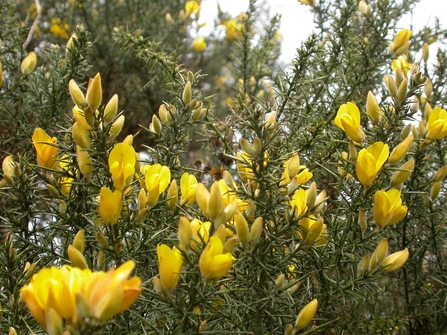 Gorse, Derbyshire ©Philip Precey