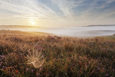 Heather on heathland ©Guy Edwardes2020VISION